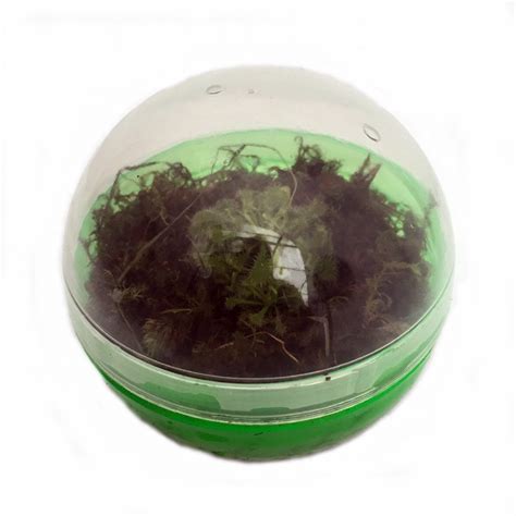 Carnivorous Sundew Bio-Dome Terrarium Kit - Live Plant - Walmart.com - Walmart.com