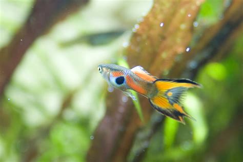 Poecilia Wingei X Poecilia reticulata | One of my Guppy. | Chantal ...