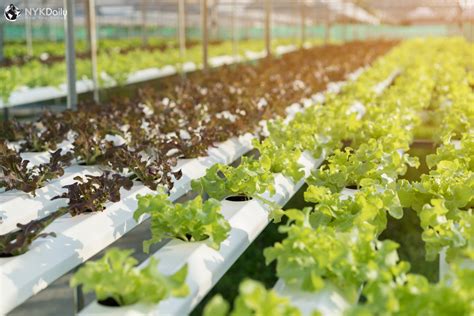 Part 1: How to set up a Hydroponics Farming Business? - NYK Daily