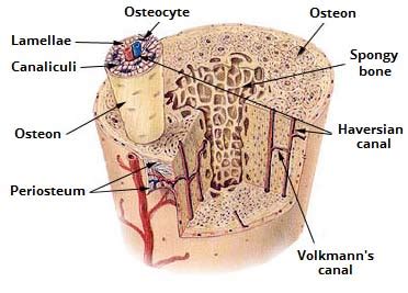 Supportive connective tissue: Cartilage and Bone - Online Biology Notes