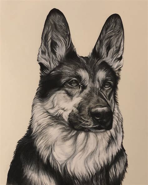 Realistic German Shepherd Drawing | ubicaciondepersonas.cdmx.gob.mx