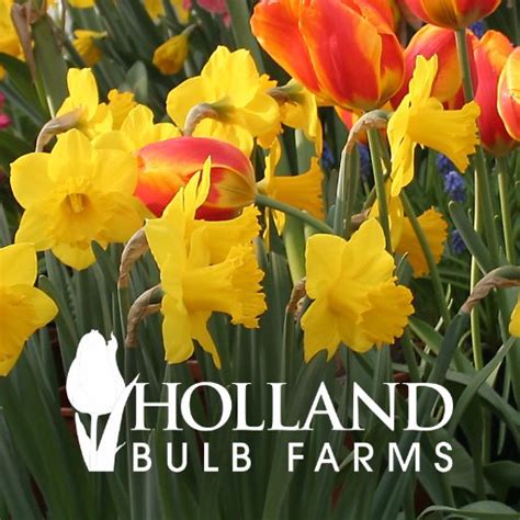 Holland Bulb Farms (@hbfFlowerBulbs) | Twitter