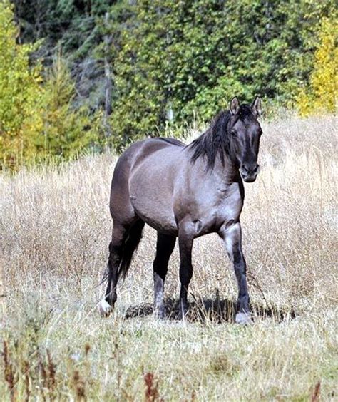 Morgan Colors- Dun Morgan Horses | Horses, Morgan horse, Beautiful horses