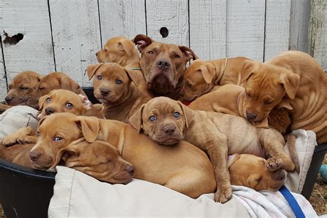 12 adorable puppies available for adoption from Victoria SPCA next week ...