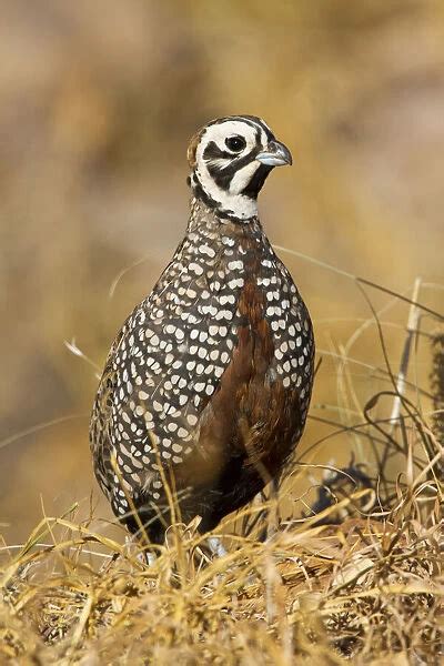 Montezuma Quail (New World Quail, Birds, Animals) Collection