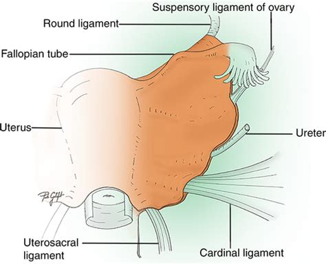 Uterus Ligaments Anatomy