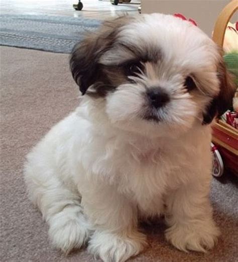 Gallery For > Light Brown And White Shih Tzu Puppies