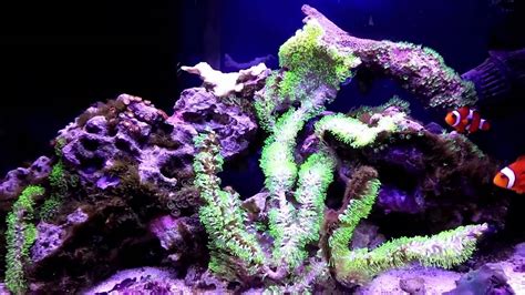 How to setup a 10 Gallon Nano Reef Tank, green hair algae dying off - YouTube