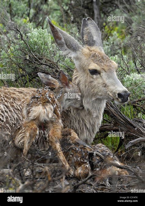 Newborn Deer with their mother Stock Photo - Alamy