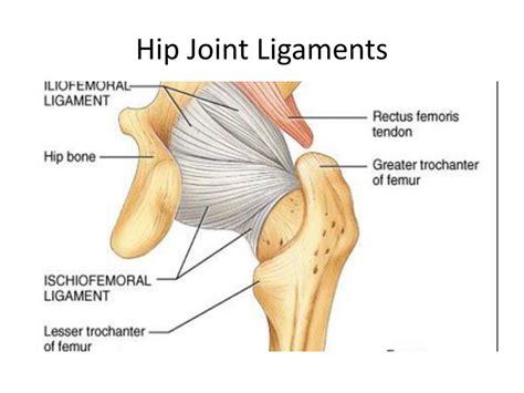 PPT - Ultrasound Basics of the Hip PowerPoint Presentation, free download - ID:1939443