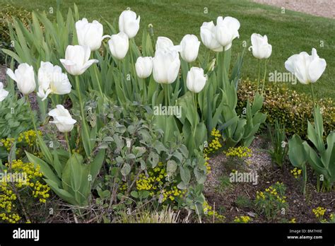 White Tulips at Trentham Gardens Stock Photo - Alamy