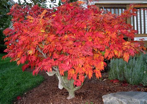 Acer japonicum aconitifolium, amazing structure and fall color ...