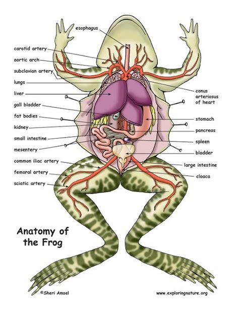 frog diagram anatomy | Frog dissection, Frog dissection worksheet, Frog dissection lab