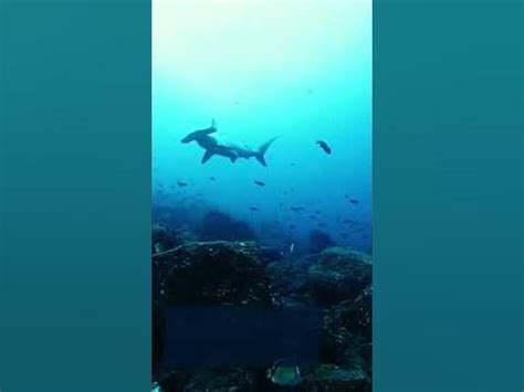Hammerhead Shark Attack in the Deep Sea! - YouTube