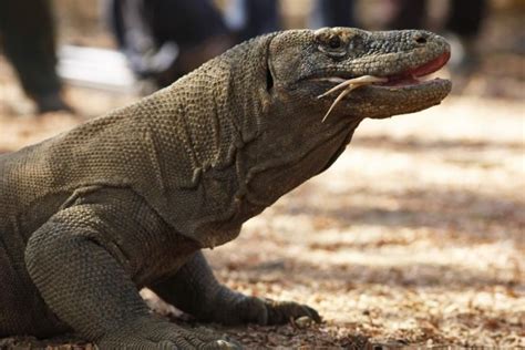 Komodo Dragons: Dangerous Prehistoric Monsters Miraculously Living In The Modern World | Komodo ...