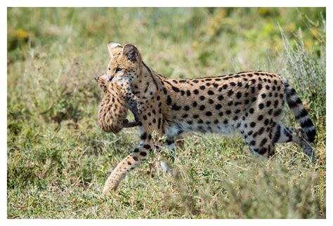 Serval Cats 14588: The Sweetest Serval Baby: Serval Cubs: Chris ...