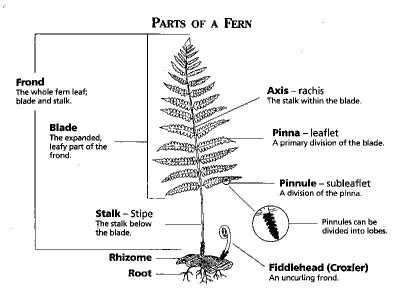 Fern Glossary — Fancy Fronds Nursery | Ferns, Biology drawing, Plant ...