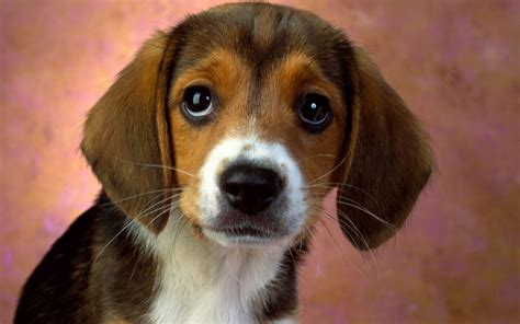 Puppy Eyes Beagle Wallpapers | HD Wallpapers | ID #4981