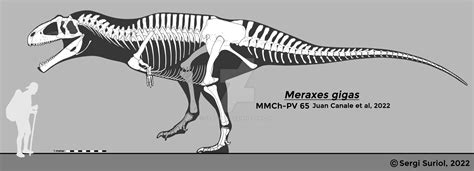 Meraxes gigas | Skeletal by Sergi by SergiKTO on DeviantArt