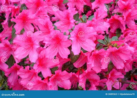 Mexican pink stock image. Image of lots, blossom, time - 3089363