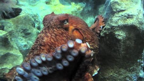 Giant Pacific Octopus Enteroctopus dofleini (Octopodidae).mov - YouTube