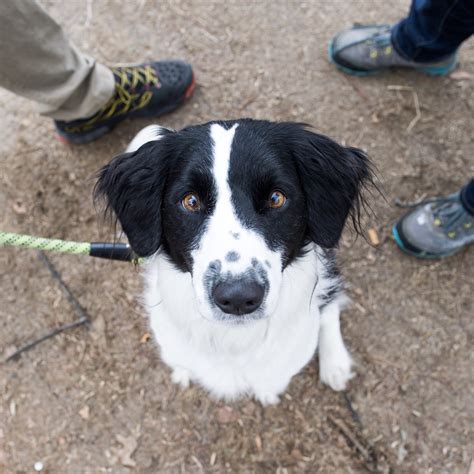 Brown Springer Spaniel Border Collie Mix