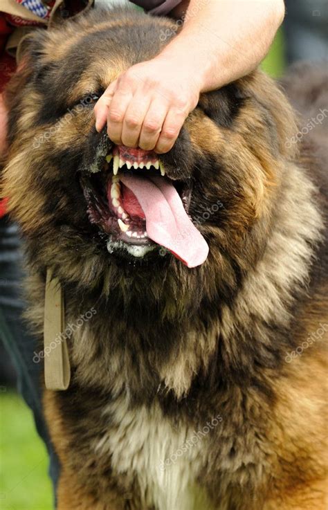 Angry dog with bared teeth — Stock Photo © art_man #3368153