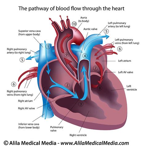 Detailed Labeled Heart Diagram - Crazy 4 images!