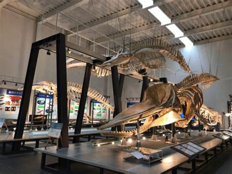 Ashoro Museum of Paleontology (Ashoro-cho) - ATUALIZADO 2021 O que saber antes de ir - Sobre o ...