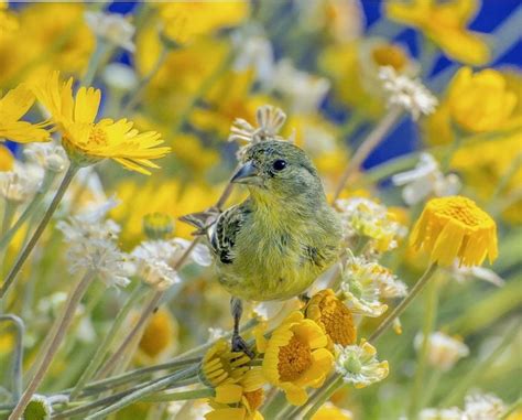 All About the Colorful Finch Bird Family - Birds and Blooms