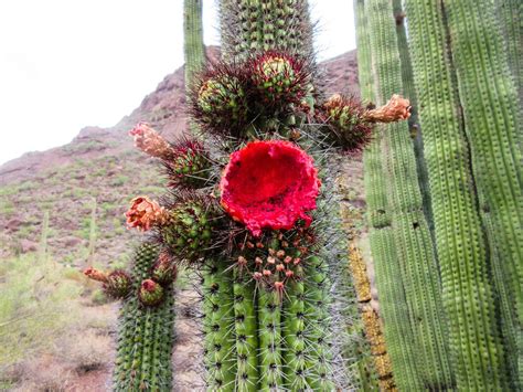 Cannundrums: Edible Cactus Fruits