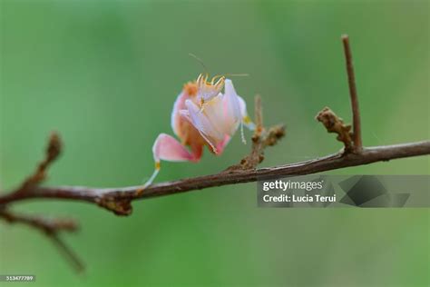 Orchid Mantis High-Res Stock Photo - Getty Images