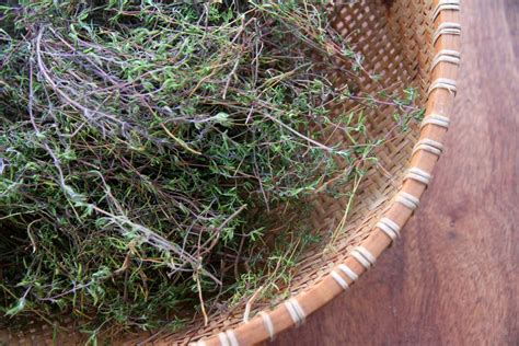 how-to-dry-thyme-sprigs-in-bulk • a traditional life