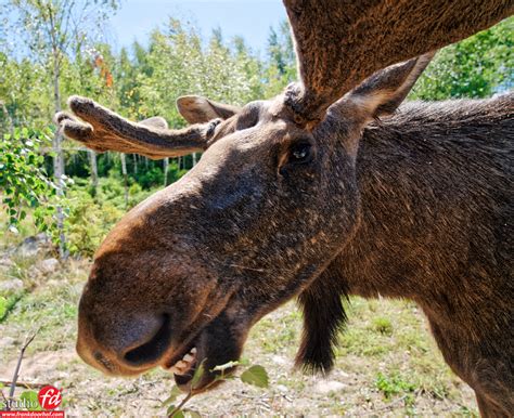 Sweden : Some weird animals….. | Frank Doorhof