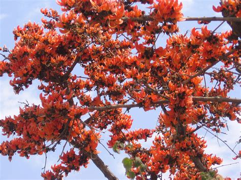 Flame Of the Forest - Butea monosperma - Palash Tree - Some Uses And Health Benefits | HubPages