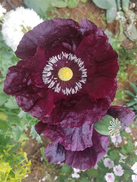 This is my "black" poppy. Any tips on how to make them darker? #gardening #garden #DIY #home # ...