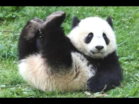 Panda Bear - A Funny Panda And Cute Panda Videos Compilation || NEW HD ...