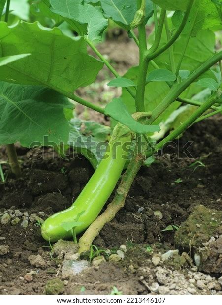 Eggplant Cultivation Eggplant Garden Solanum Melongena Stock Photo 2213446107 | Shutterstock