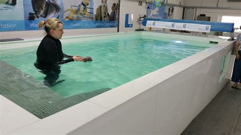 Canine Hydrotherapy Guide (Benefits of Hydrotherapy For Dogs)