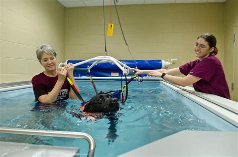 Dog Hydrotherapy | Canine Hydrotherapy | K9 Therapy