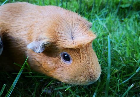 Health Checklist for Guinea Pigs - FOUR PAWS Australia - Animal Welfare Charity