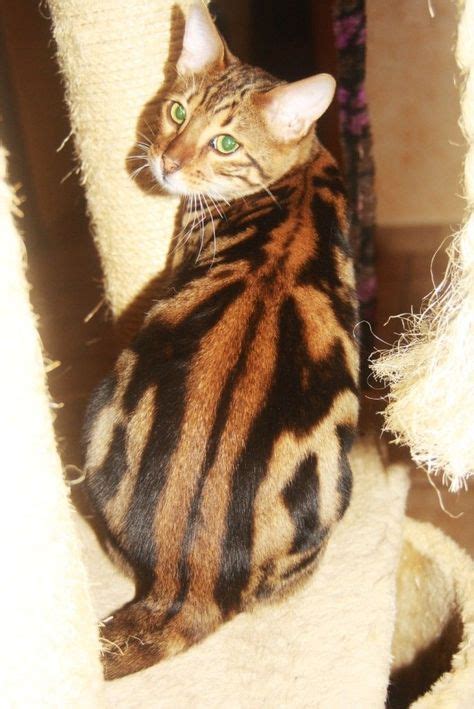 Marbled bengal #bengalcat | Bengal cat, Rare cats, Cat entertainment