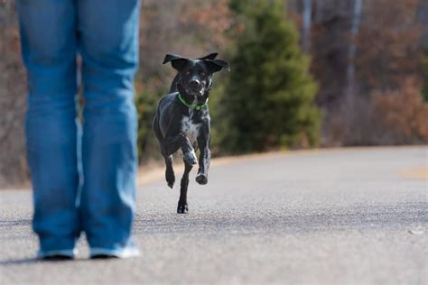 Should Dogs Be Allowed Off Leash