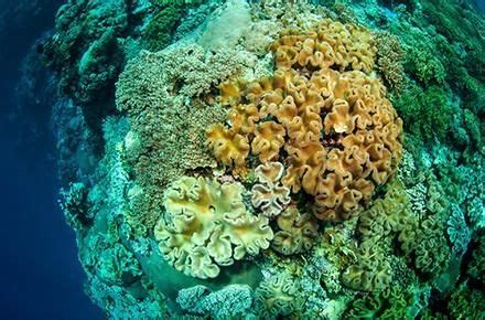 Decomposers in the Ocean: Role and Examples | Ocean, Fungi, Coral