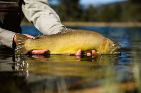 Where do you fish for Gila Trout? - Krebs Creek