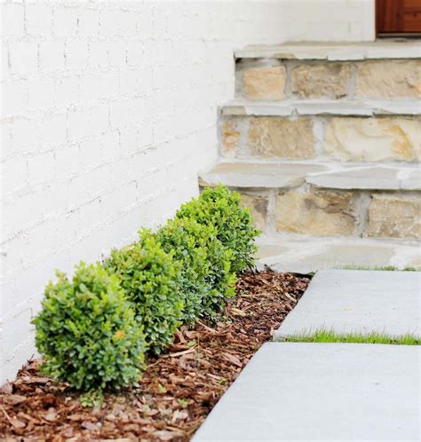 Choosing the Right Boxwood Shrub for Your Landscaping - Plank and ...