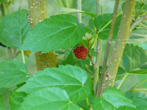 Mulberry Tree Care – Learn How To Grow Mulberry Trees - IMP WORLD