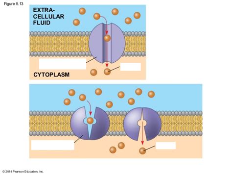 Facilitated Diffusion Diagram Diagram | Quizlet