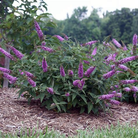 Butterfly Bush Care and Maintenance – Garden Mandy