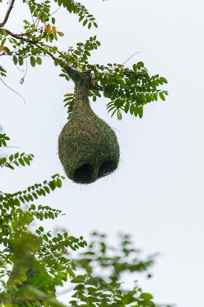 Premium Photo | Manyar bird's nest's photo